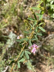 Lespedeza virginica
