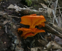 Omphalotus
