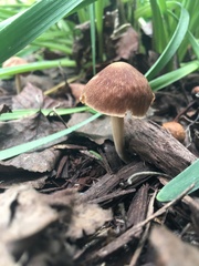Cortinarius distans