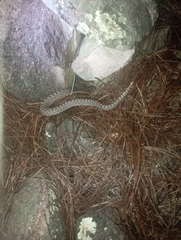 Crotalus pricei