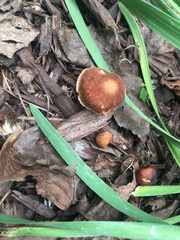 Cortinarius distans