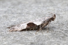 Aristotelia isopelta