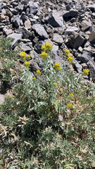 Chrysothamnus viscidiflorus