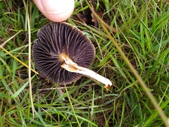 Protostropharia