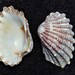 Broad-ribbed Cardita - Photo (c) Cindy O'Leary, some rights reserved (CC BY-NC), uploaded by Cindy O'Leary