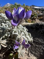 Lupinus lepidus