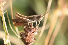 Chorthippus dorsatus