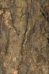 Scolopendridae