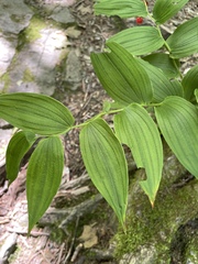 Streptopus lanceolatus
