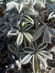 Lupinus lepidus