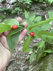 Streptopus lanceolatus