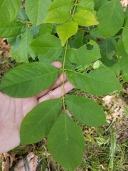 Fraxinus pennsylvanica