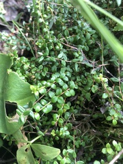 Gaultheria hispidula