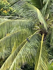 Patagioenas leucocephala