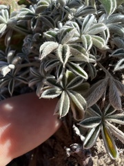 Lupinus lepidus
