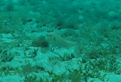 Iniistius pentadactylus