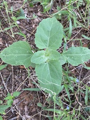 Verbesina encelioides