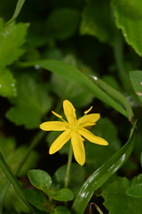 Curculigo orchioides