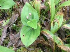 Maianthemum canadense