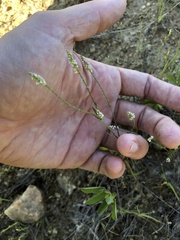 Polygala verticillata