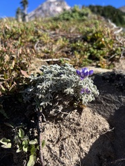 Lupinus lepidus
