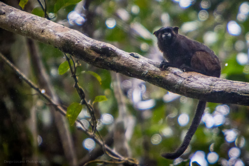 Black Mantle Tamarin