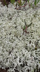 Cladonia stellaris