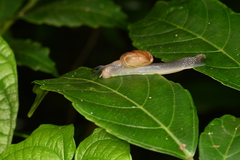 Helicarion perfragilis