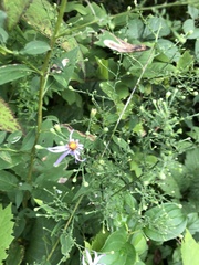 Symphyotrichum shortii