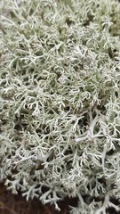Cladonia stellaris