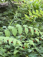 Streptopus amplexifolius