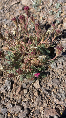 Chaenactis douglasii