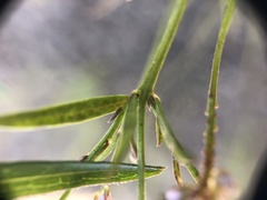 Polygala verticillata