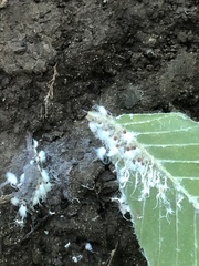 Grylloprociphilus imbricator