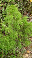 Juniperus communis