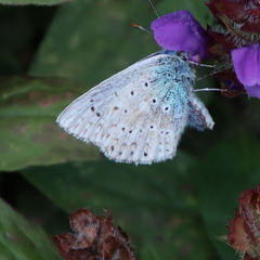 Polyommatus coridon
