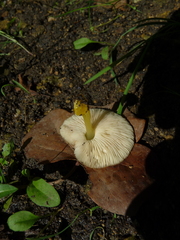 Pluteus romellii