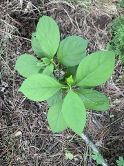 Celastrus orbiculatus