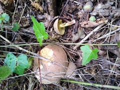 Xerocomus subtomentosus