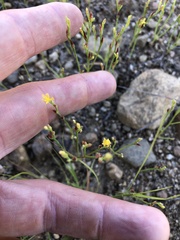 Hypericum gentianoides