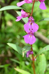 Impatiens balsamina