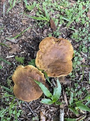 Pulchroboletus rubricitrinus