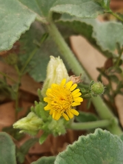 Pulicaria paludosa