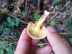 Xerocomus subtomentosus