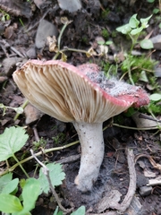 Russula sanguinea