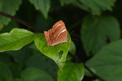 Abisara
