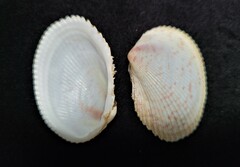 Papyridea soleniformis