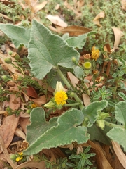 Pulicaria paludosa