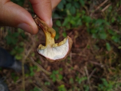 Xerocomus subtomentosus