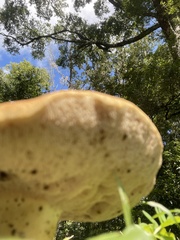 Pulchroboletus rubricitrinus